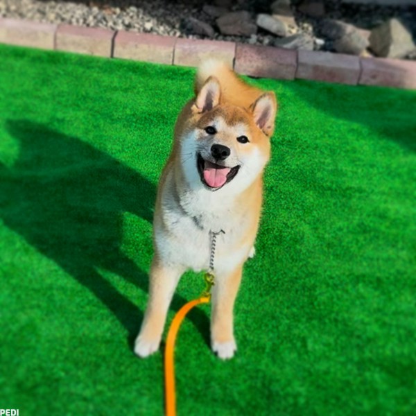 ちゃちゃ丸くん