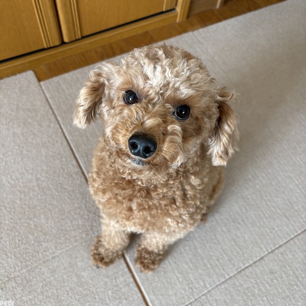 サクくん