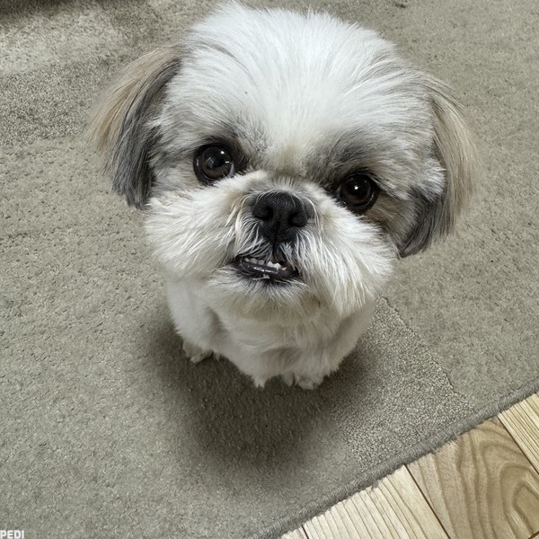 もみちゃん