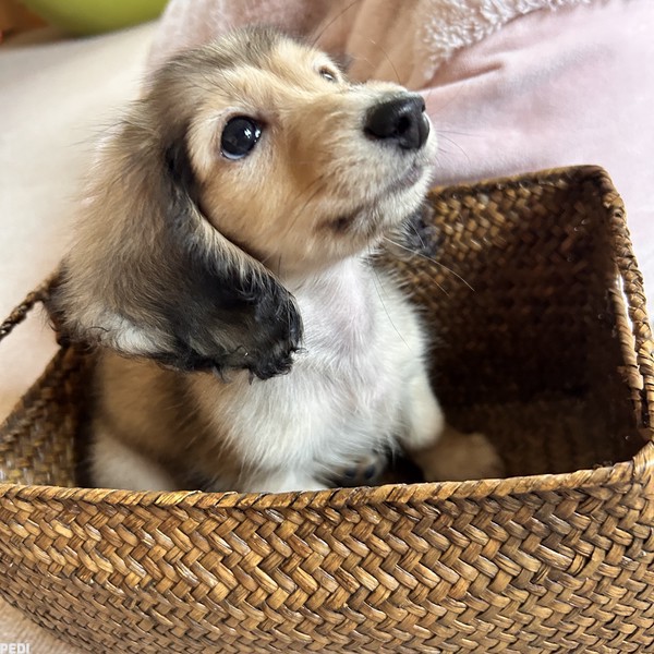 ハルちゃん