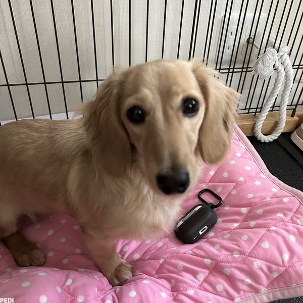 きなこちゃん | PEDI