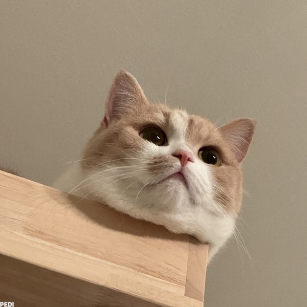 ころもちゃん