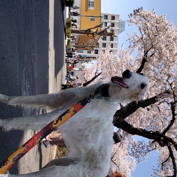 ラナンキュラスちゃん