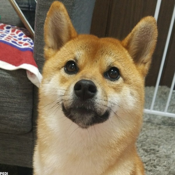もこちゃん