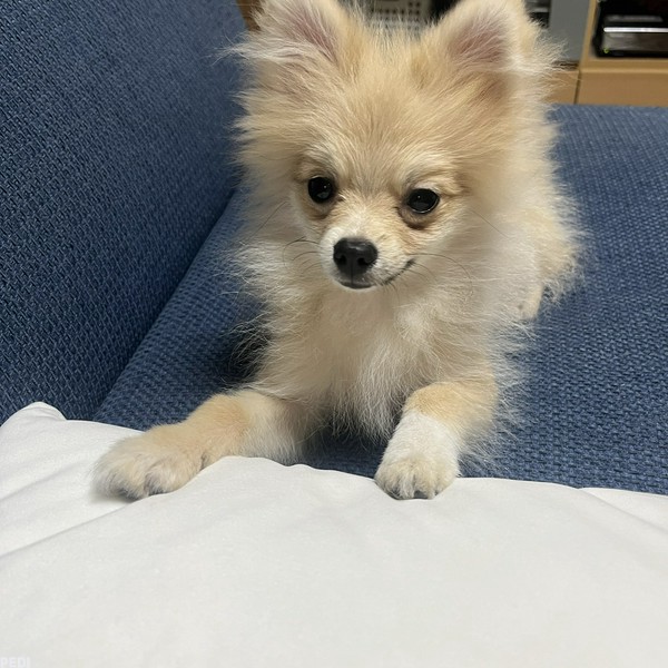 みるくちゃん