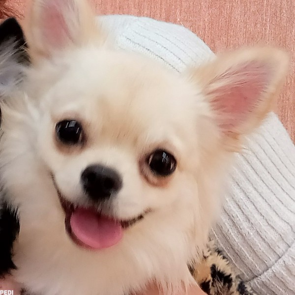ヴェルくん