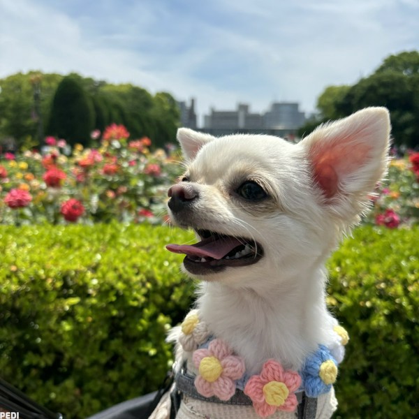わたちゃん