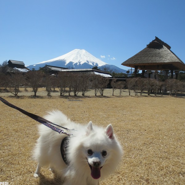 てん丸くん