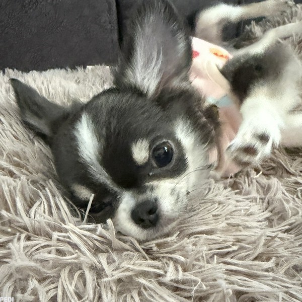 フアちゃん