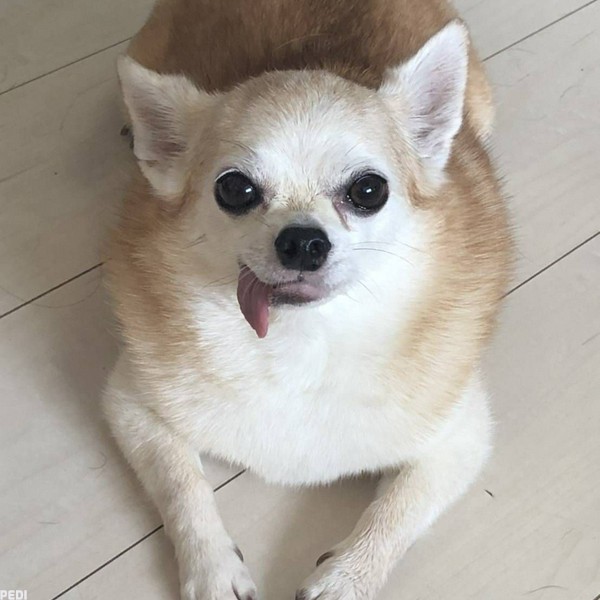 ちびんくん