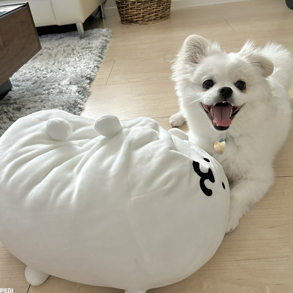 もめんちゃん