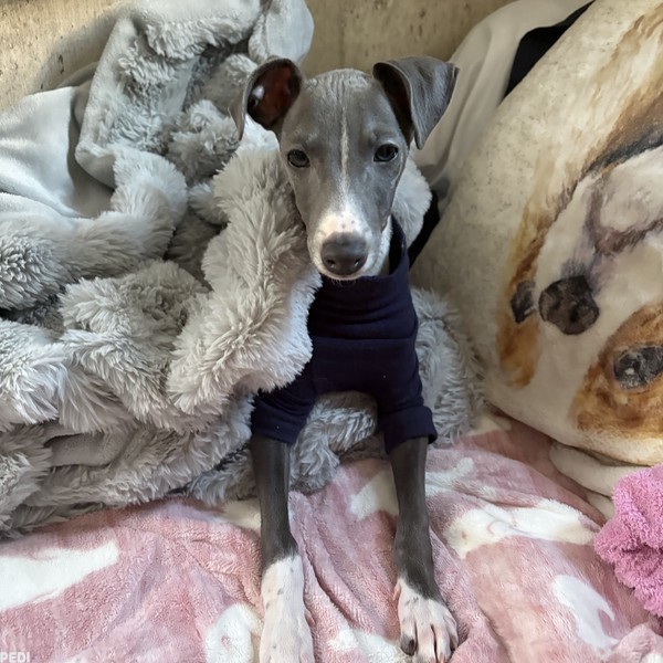 マイロくん