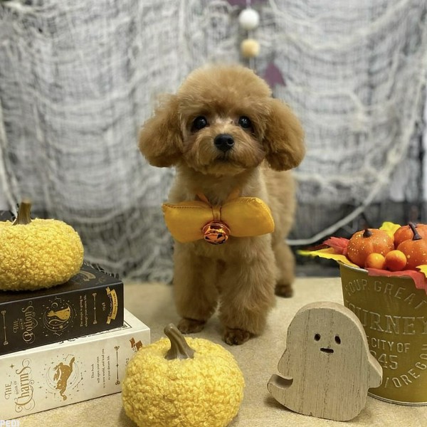 Blairちゃん