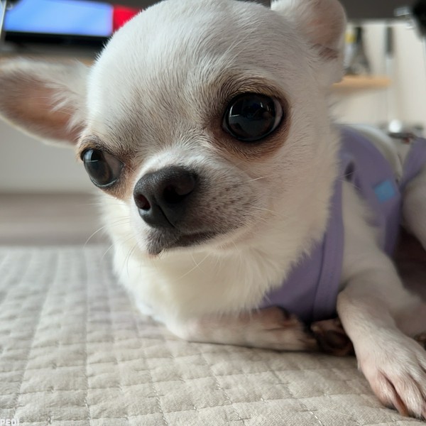ドビーちゃん