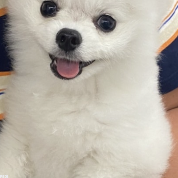 エヴァくん