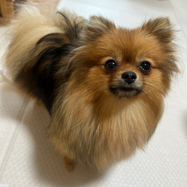 まるちゃん