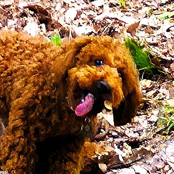 ラスティンくん