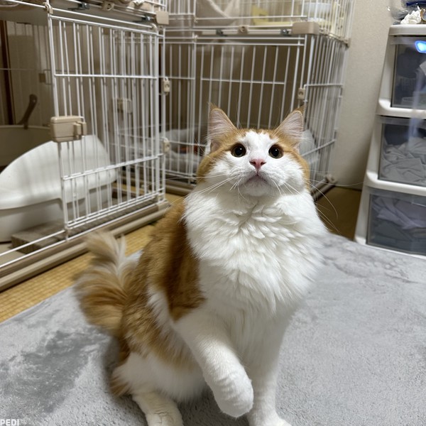 うにくん