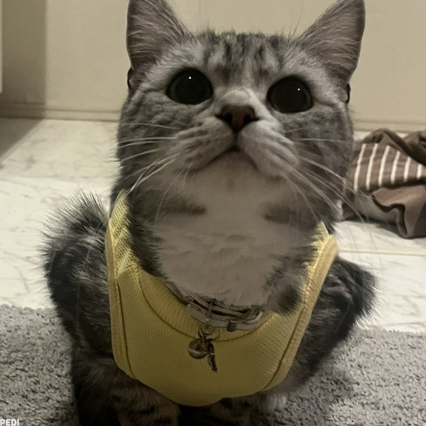 ロロちゃん