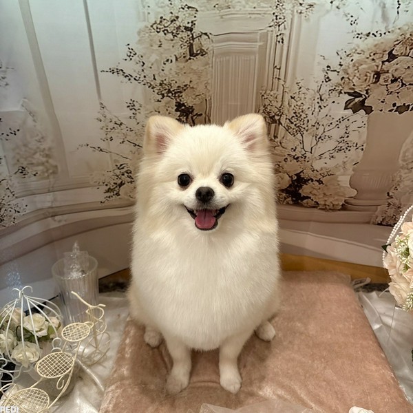 ポメラニアン