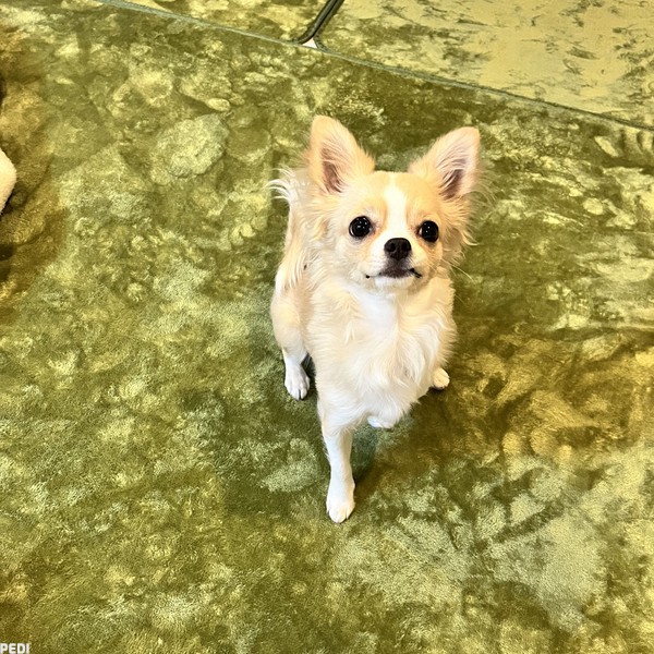 ちまきくん