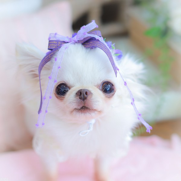 びぃちゃん。ちゃん