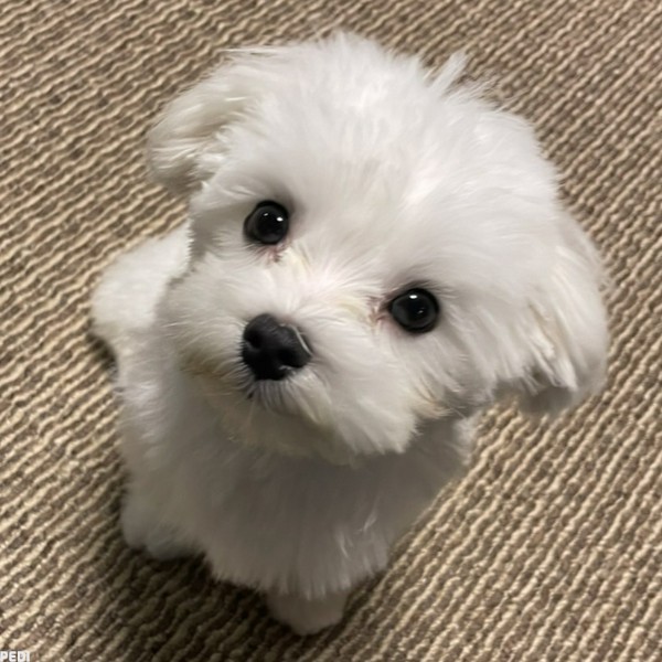 ハクくん