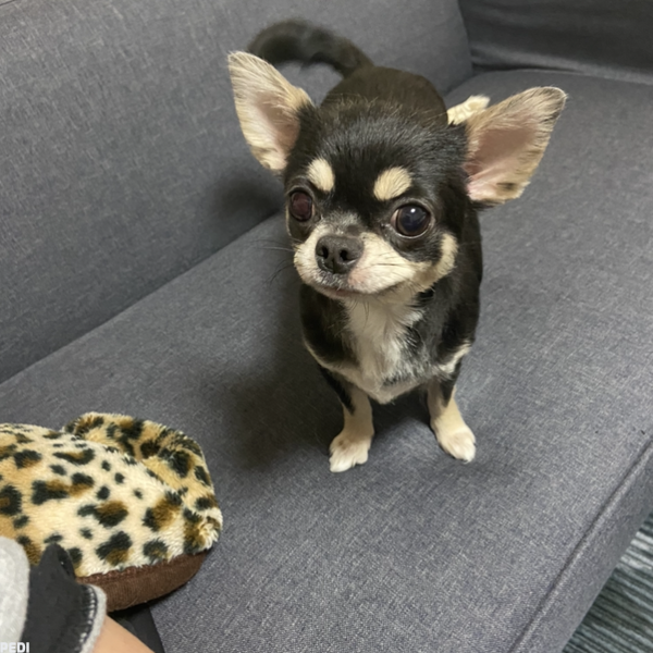 てんちゃん
