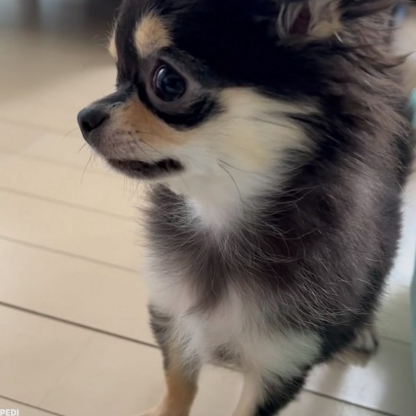 こむぎちゃん