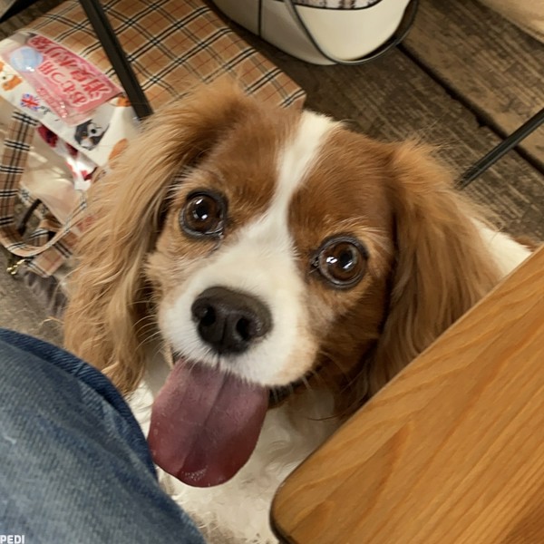 チャーリーくん