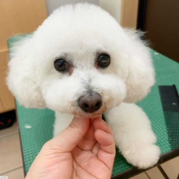 シルクちゃん