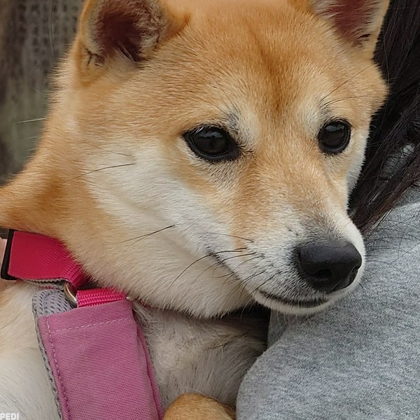 きなこちゃん