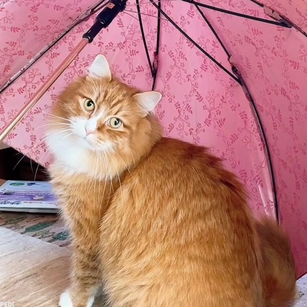 じゃじゃ丸くん