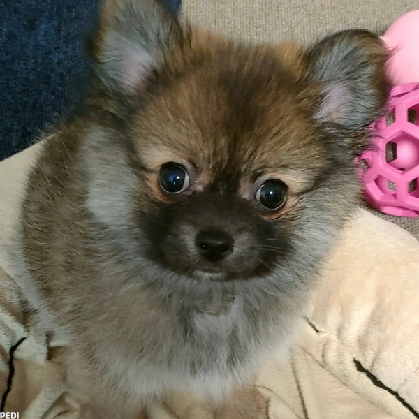 ぽぽちゃん