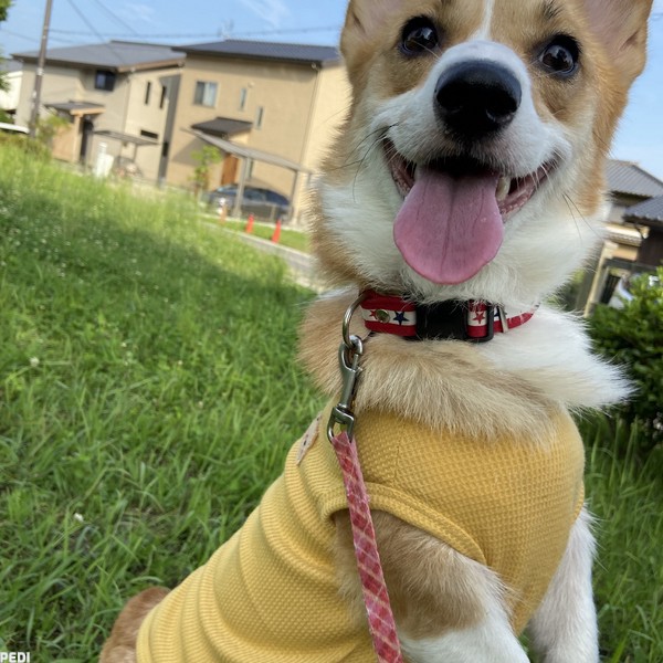 はなちゃん