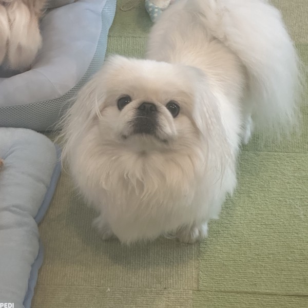 ねねちゃん