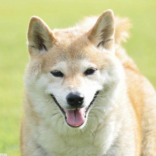 はるちゃん