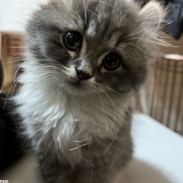 ぐりちゃん