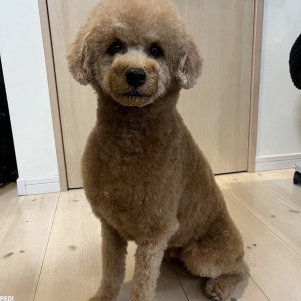 こあくん