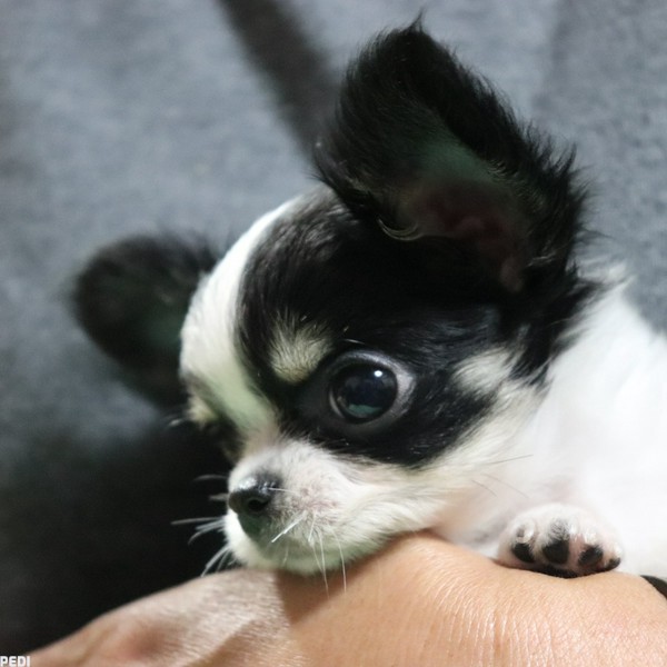 ビビちゃん