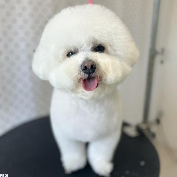 ファルコンくん