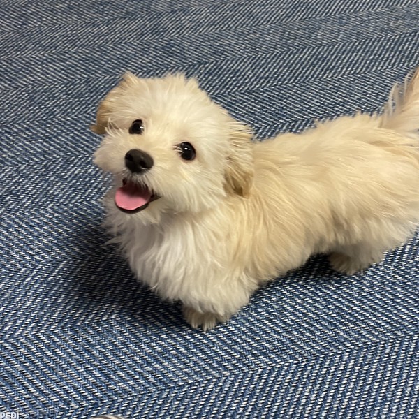 ふうちゃん