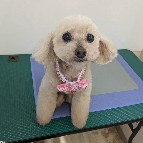 プーちゃん