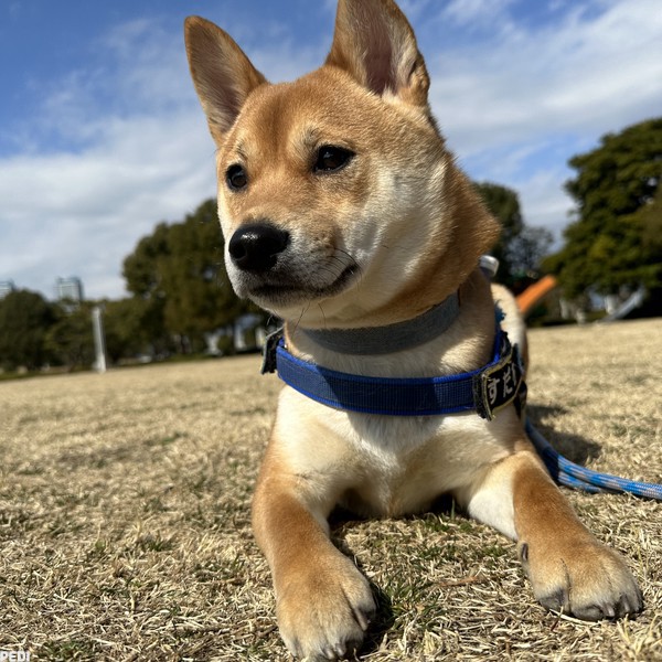 すだちくん