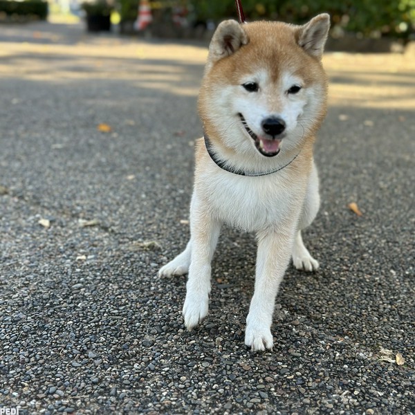 豆三郎くん