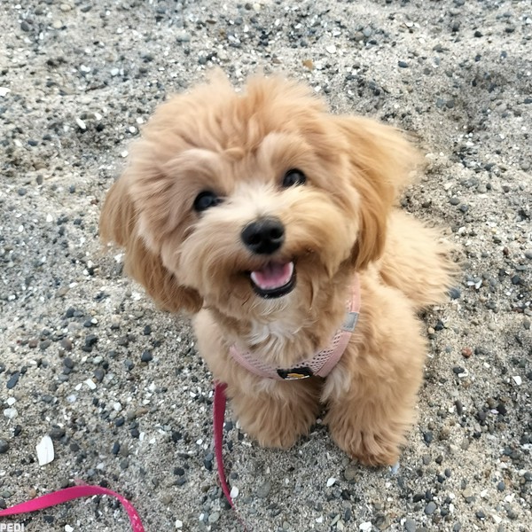 ちくわちゃん