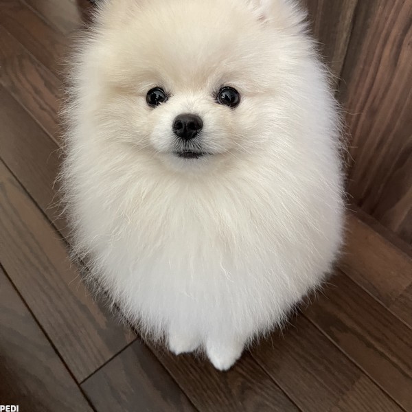 りくくん
