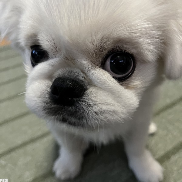 だいふくくん