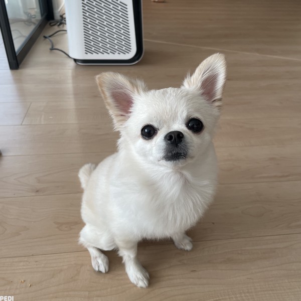 もちのすけくん