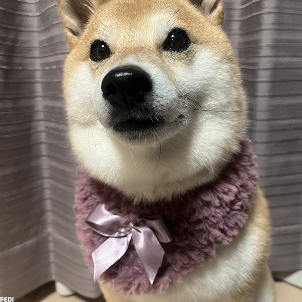 ムギちゃん